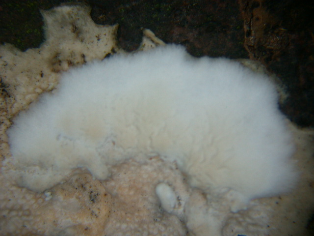 Aphyllo sulle spine (Skeletocutis nivea)